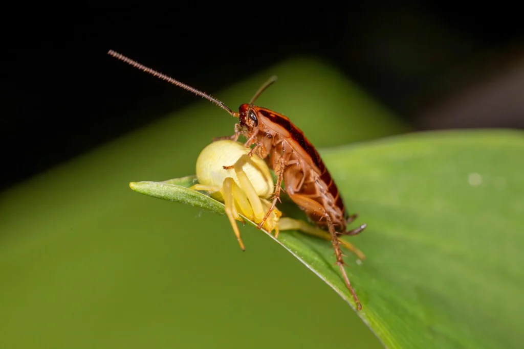 La nuisibles : Conseils pour maintenir un sans infestation